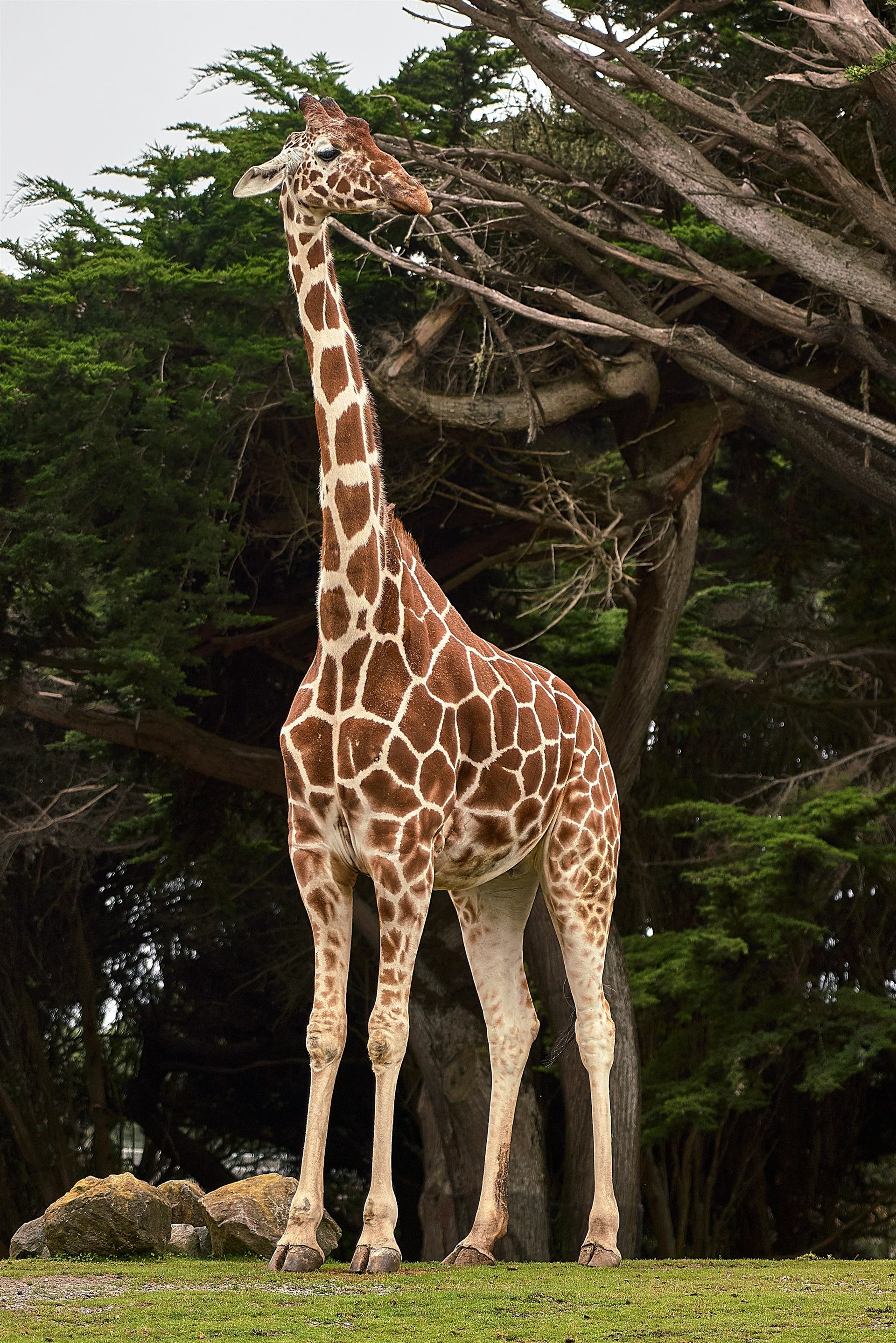African wildlife in a natural landscape
