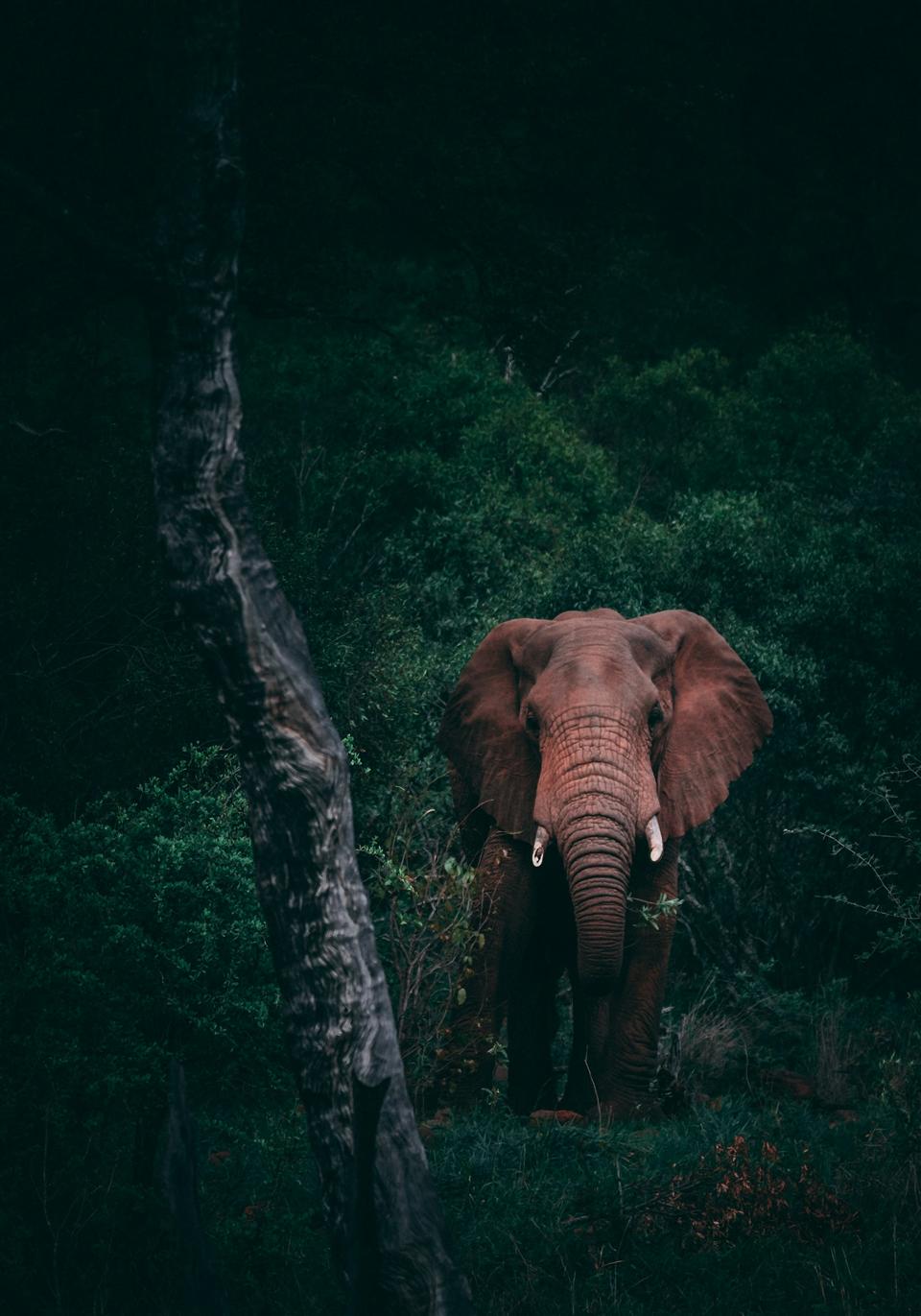 Safari landscape in Kenya