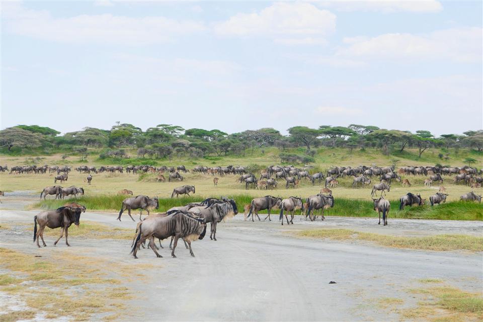 Wildlife in Tanzania