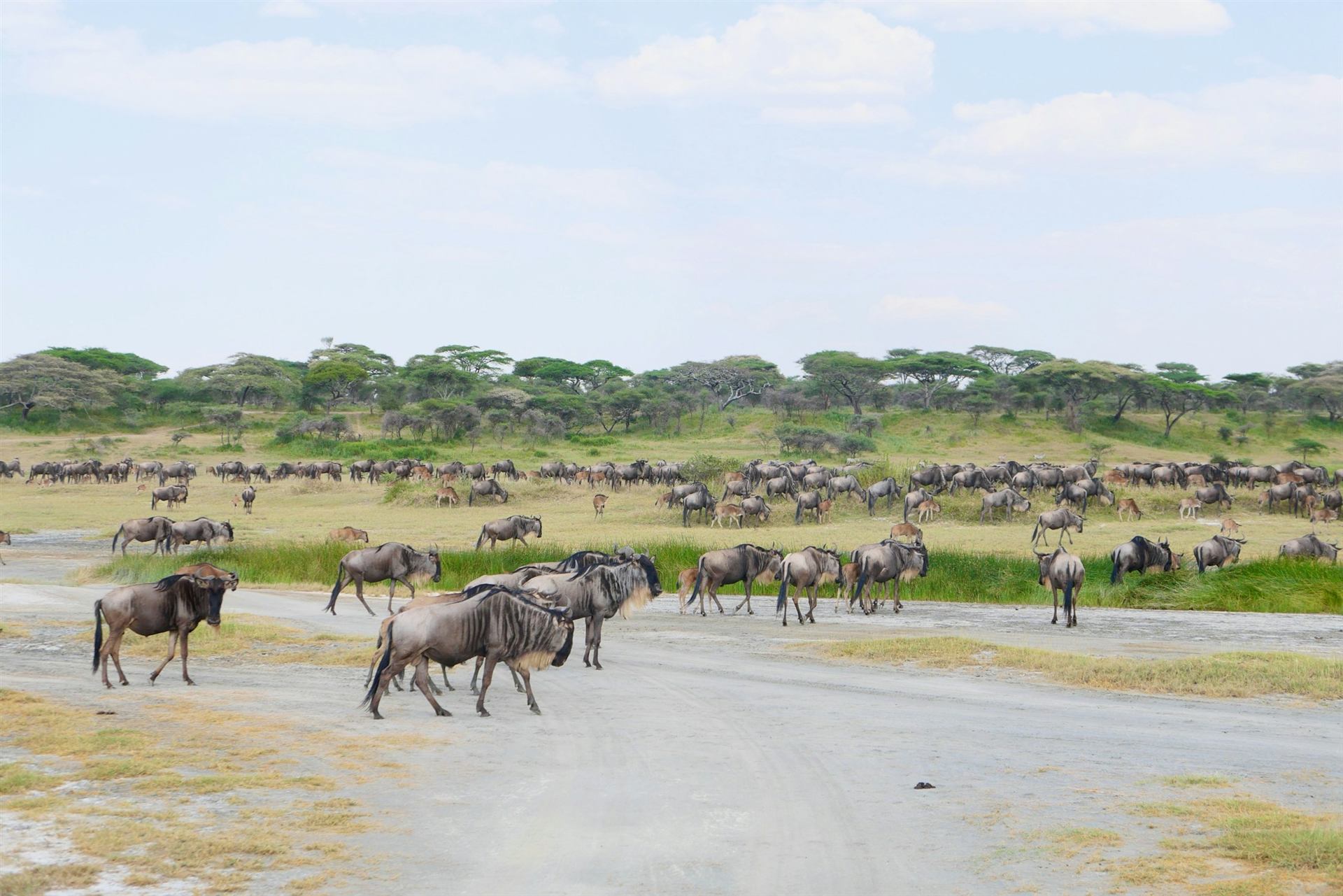 Wildlife on the plains of Tanzania